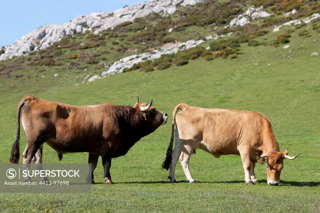 Bull and Cow Asturian pre PN Picos de Europa Spain
