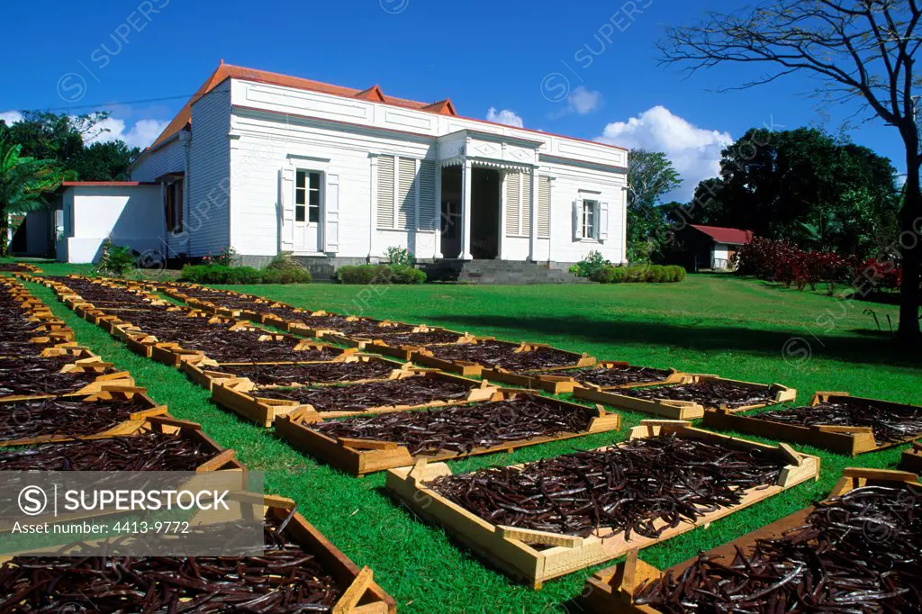 Natural drying of Vanilla pods Reunion Island