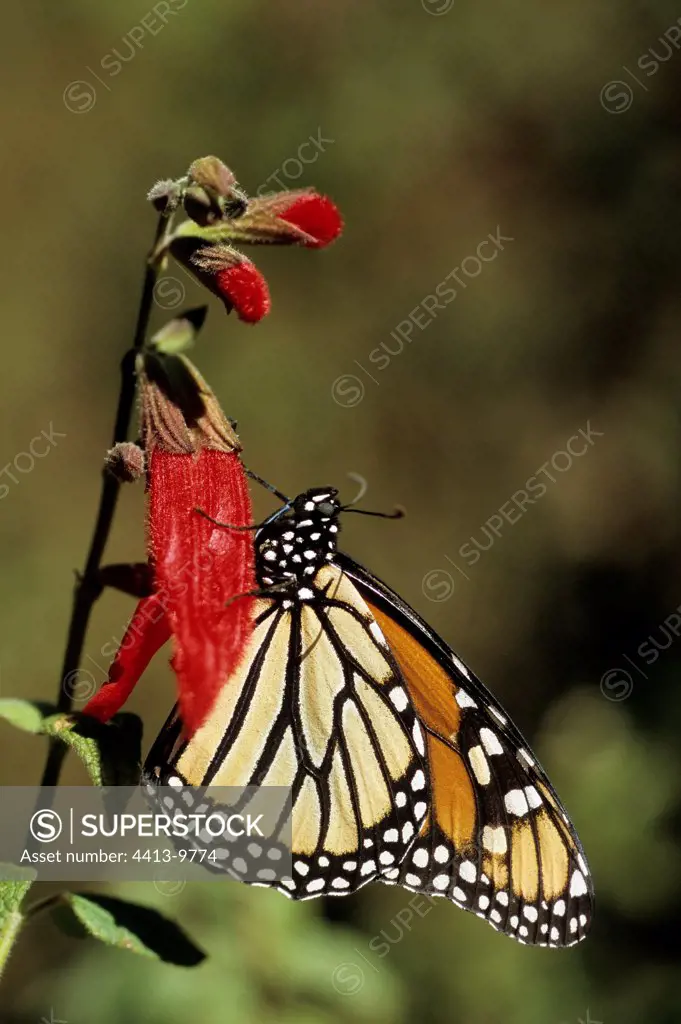 Butterfly Monarch gathering nectar of a wild flower Mexico