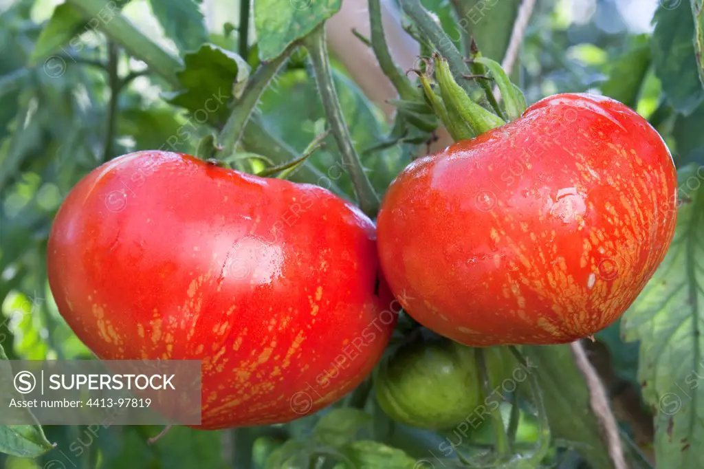 Tomatoes 'Fireworks' in a kitchen garden