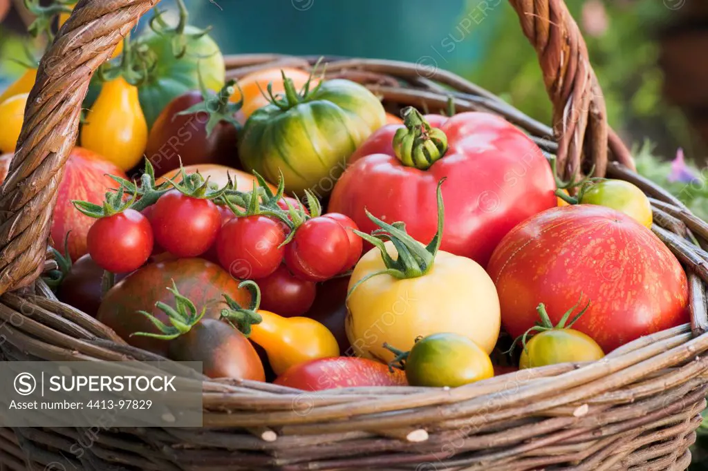 Harvest of colorful tomatoes in a kitchen garden