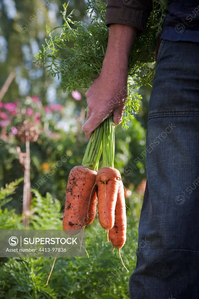 Harvest of Carrots 'De Chantenay' in a kitchen garden