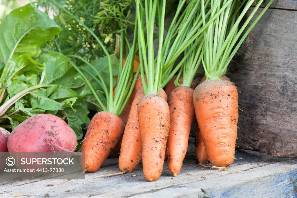 Harvest of carrots 'De Chantenay'and beets 'De Chioggia'