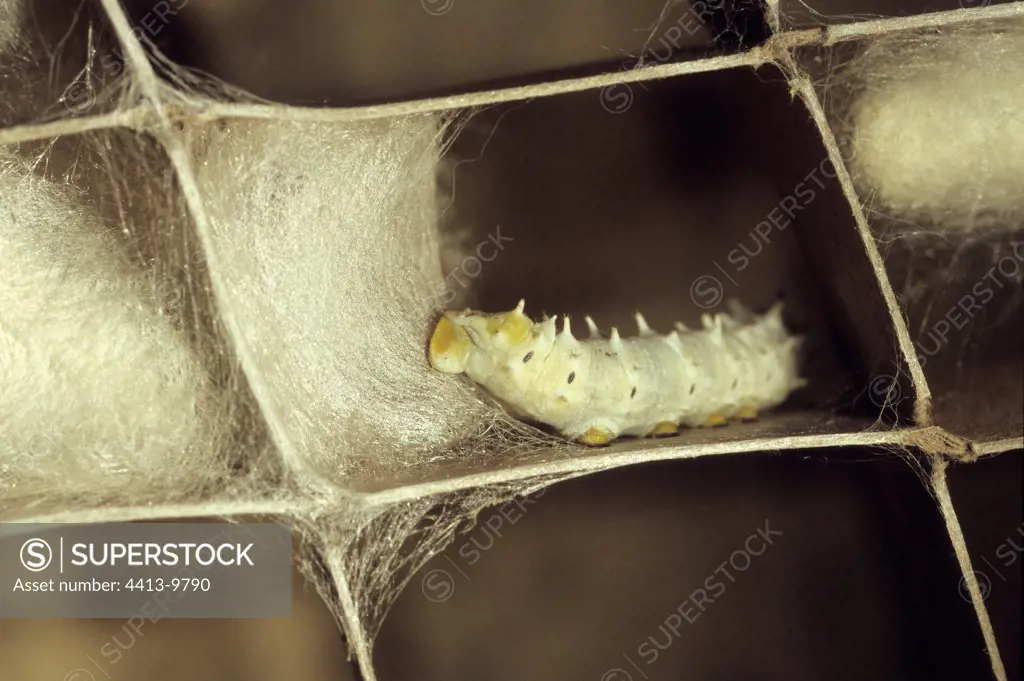 Silkworm weaving its cocoon Magnanerie of Coudray France
