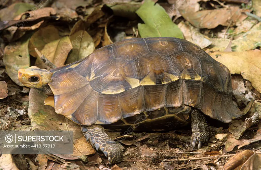 Forest Hinged Tortoise