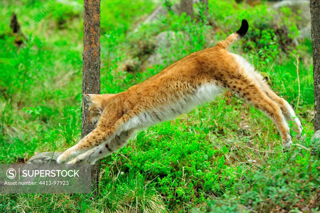 Eurasian Lynx jumping in clearing wood Ranua Lapland Finland