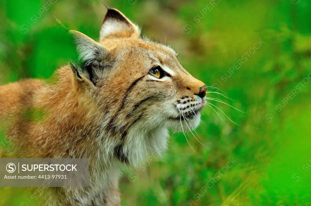 Portrait of Eurasian Lynx Ranua Lapland Finland