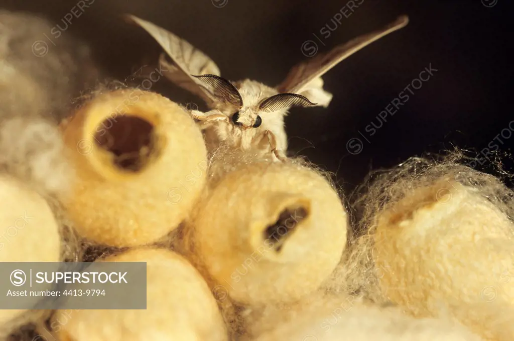 Domestic Silkmoth and cocoons Magnanerie of Coudray France