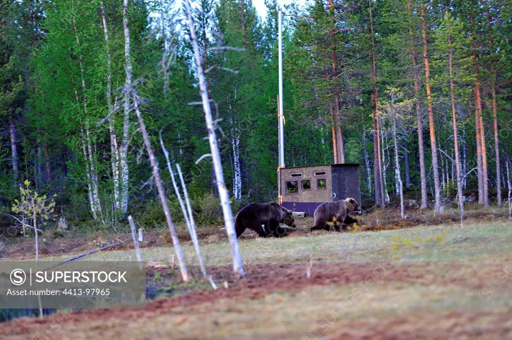 Brown Bear and cabin lookout Martinselkonen Finland