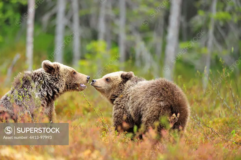 Brown Bear female and young Martinselkonen Finland
