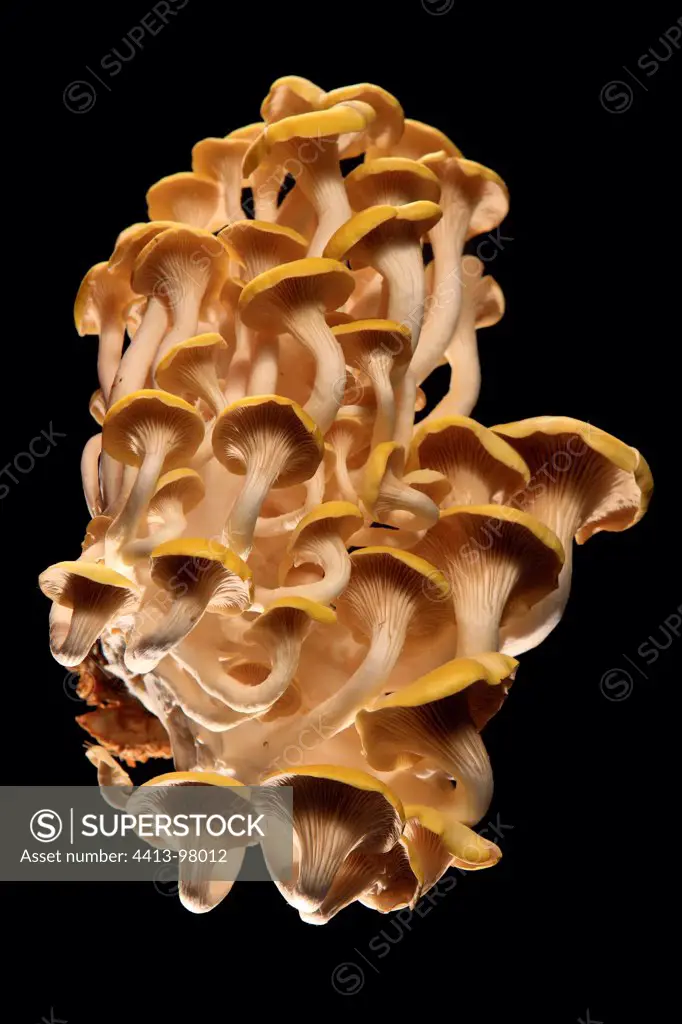 Yellow oyster mushrooms on black background in studio