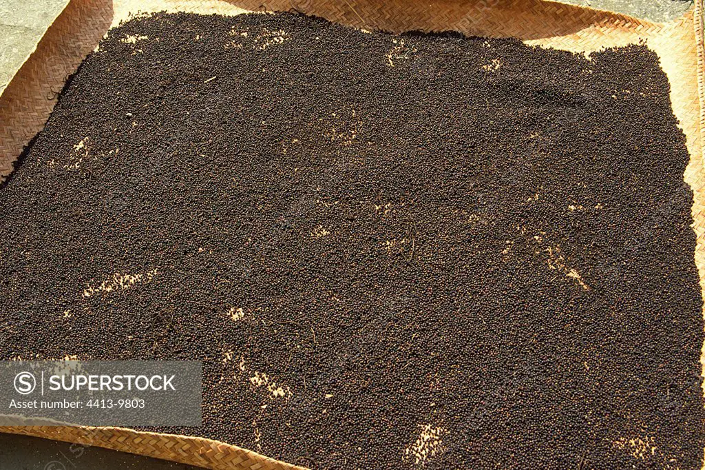 Black pepper drying in the sun Borneo Indonesia