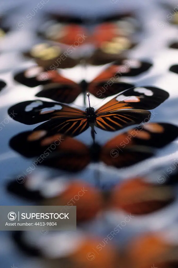 Private collection of Postman butterfly Ecuador