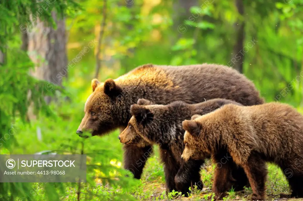 Brown bear female and young in taiga Martinselkonen Finland