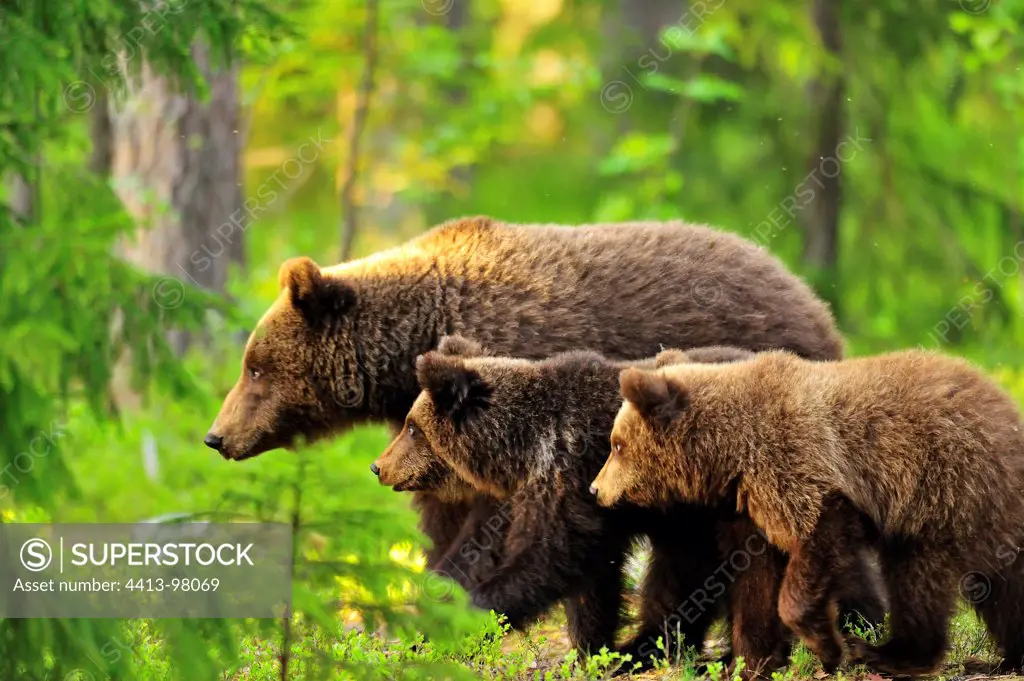 Brown bear female and young in taiga Martinselkonen Finland