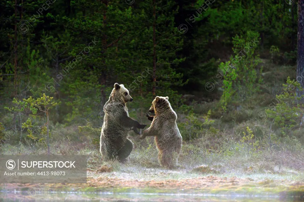 Brown bears in the mist Martinselkonen Finland