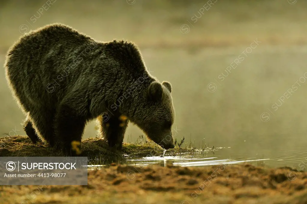 Brown Bear drinking Martinselkonen Finland