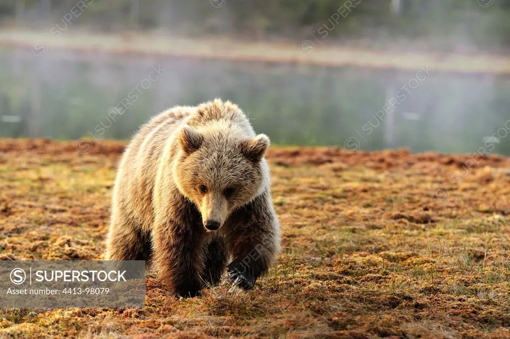 Young Brown Bear walking Martinselkonen Finland