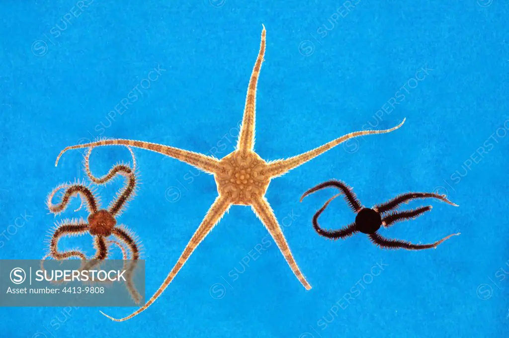 Three species of brittle stars
