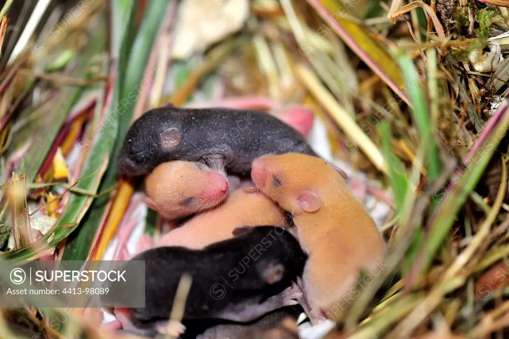 Young House Mouse 12 days old in the nest