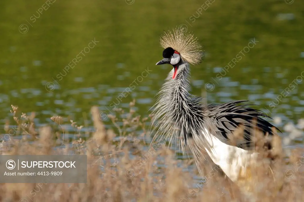 Crane crowned in a marsh