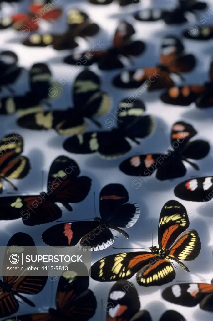 Private collection of Heliconius butterflies Ecuador