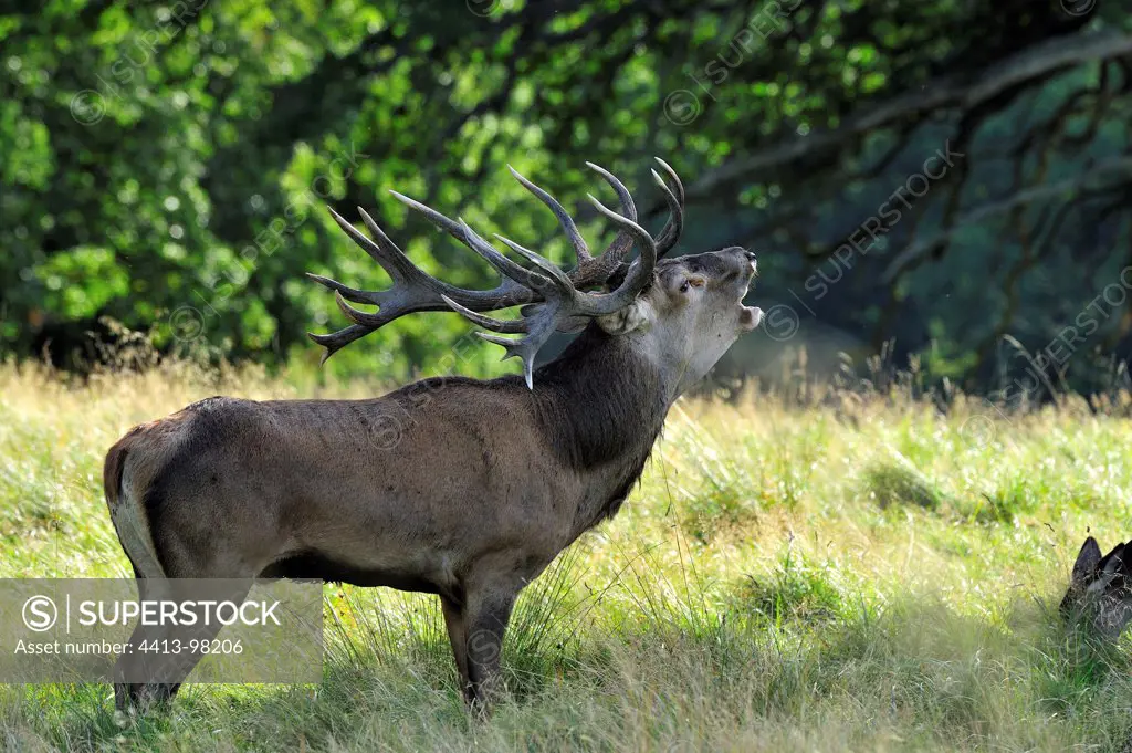 Male red deer in forest edges Dyrehaven Denmark