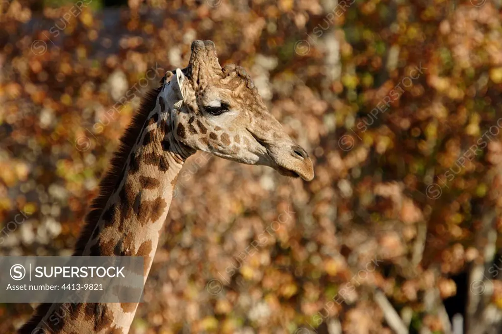 Portrait of Nigerian Giraffe