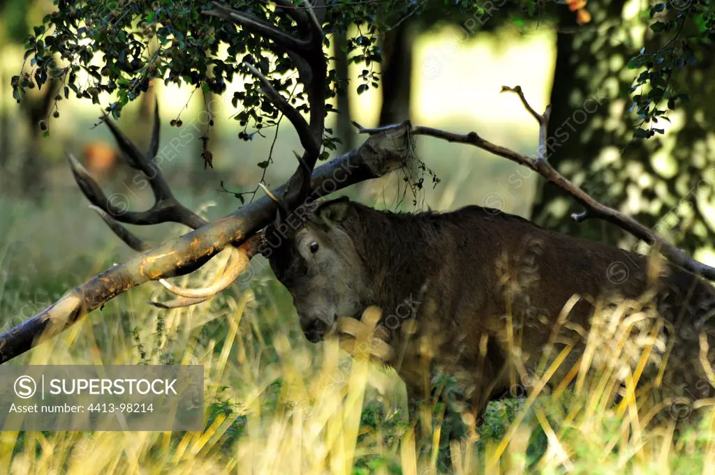 Red Deer excited rubbing wood Dyrehaven Denmark