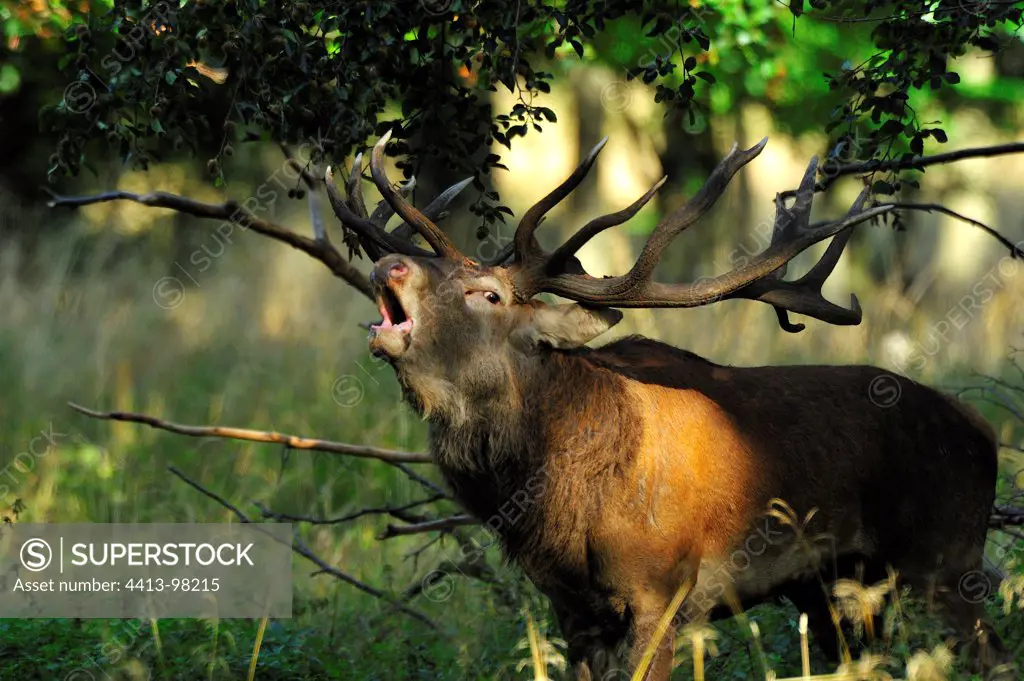 Male red deer bellowing in the woods Dyrehaven Denmark