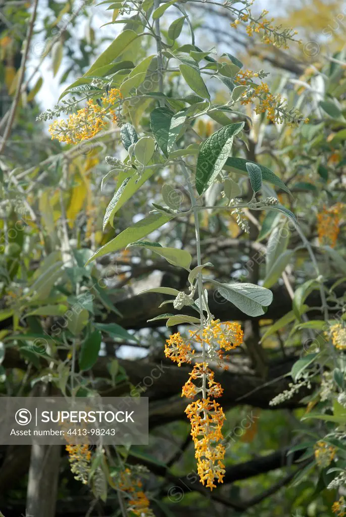 Butterfly tree in bloom in late winter Italy