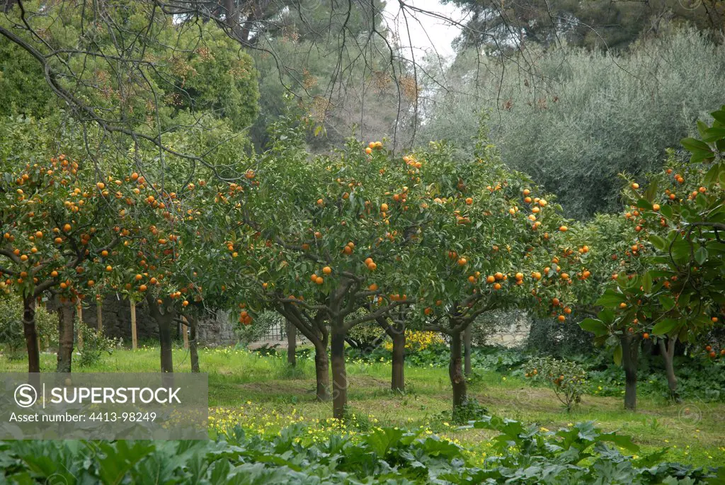 Orchard Bitter-Orange in the garden Hanbury Italy