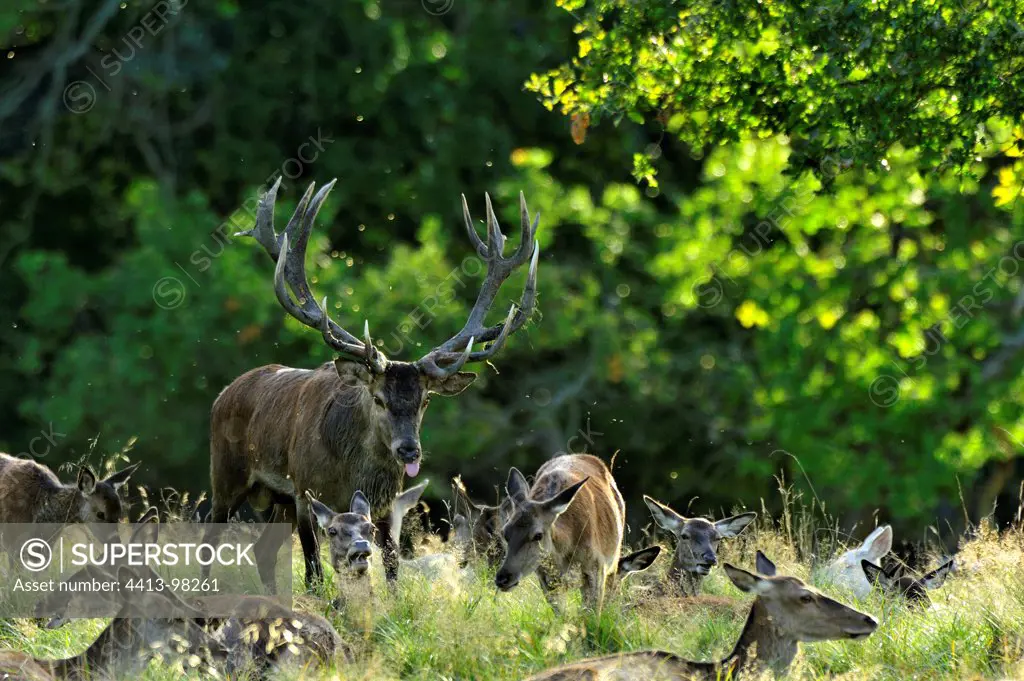 Deer male seeking a female Dyrehaven Denmark