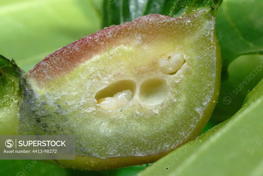 Section of a gall Chestnut gall wasp with larvae