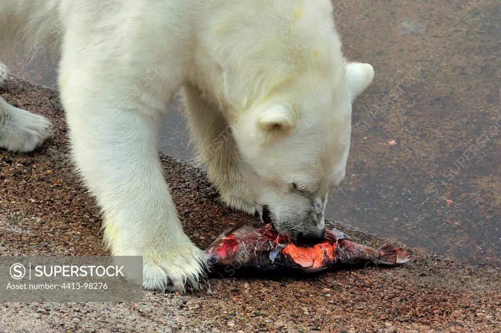 Polar bear eating a salmon on the waterfront