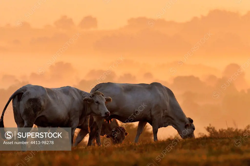 Blondes d'Aquitaine grazing at dawn Basque Country France