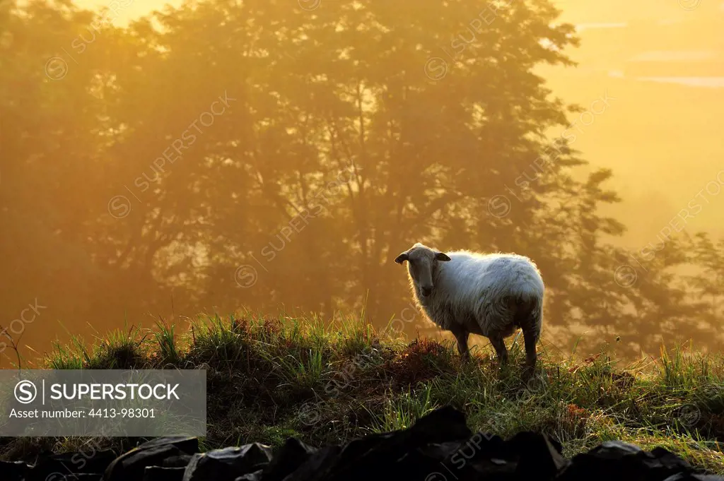 Ewes Manech red head at dawn Basque Country France