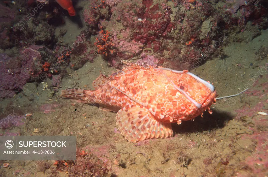 Red Rascasse swallowing a common octopus