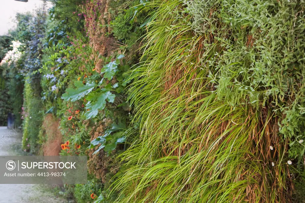 Vertical garden with hakone grass and acanthus
