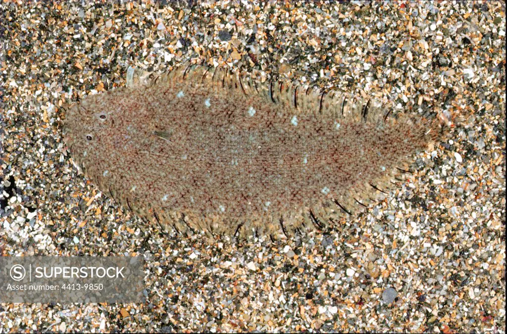 Young common sole hided on a sandy bottom