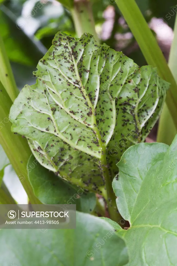 Black aphids attacking a young rhubarb leaf