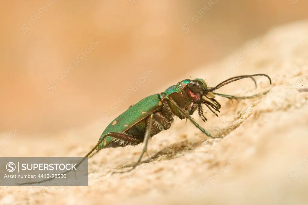 Green Tiger Beetle on ground France