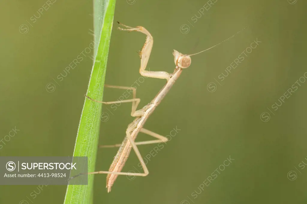 Young Chinese praying mantis on a leaf France