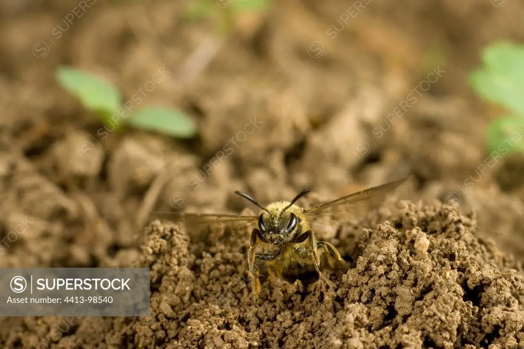 Solitary Bee on ground France