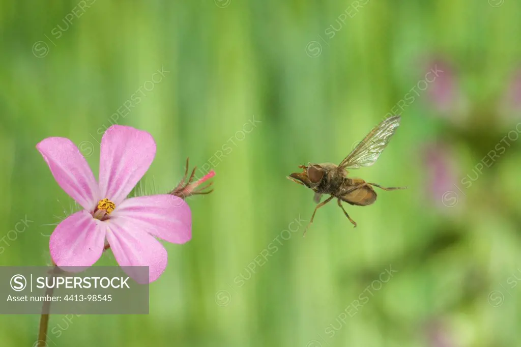 Hoverfly flying France