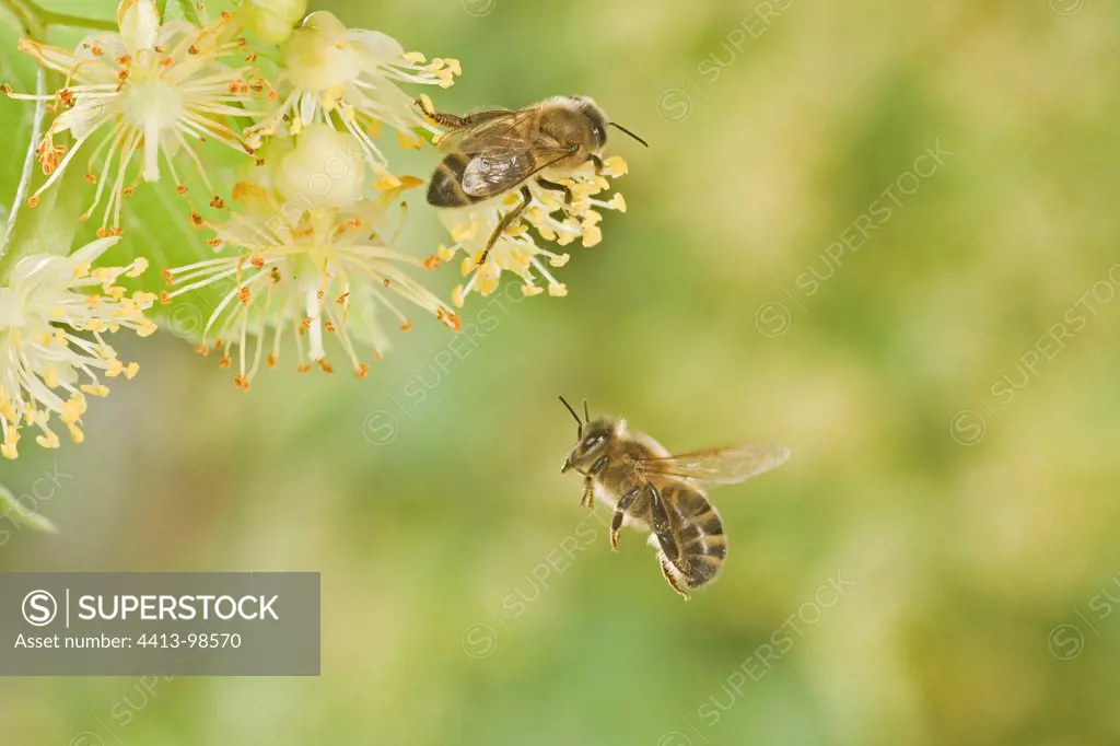 Honey Bee flying Burgundy France