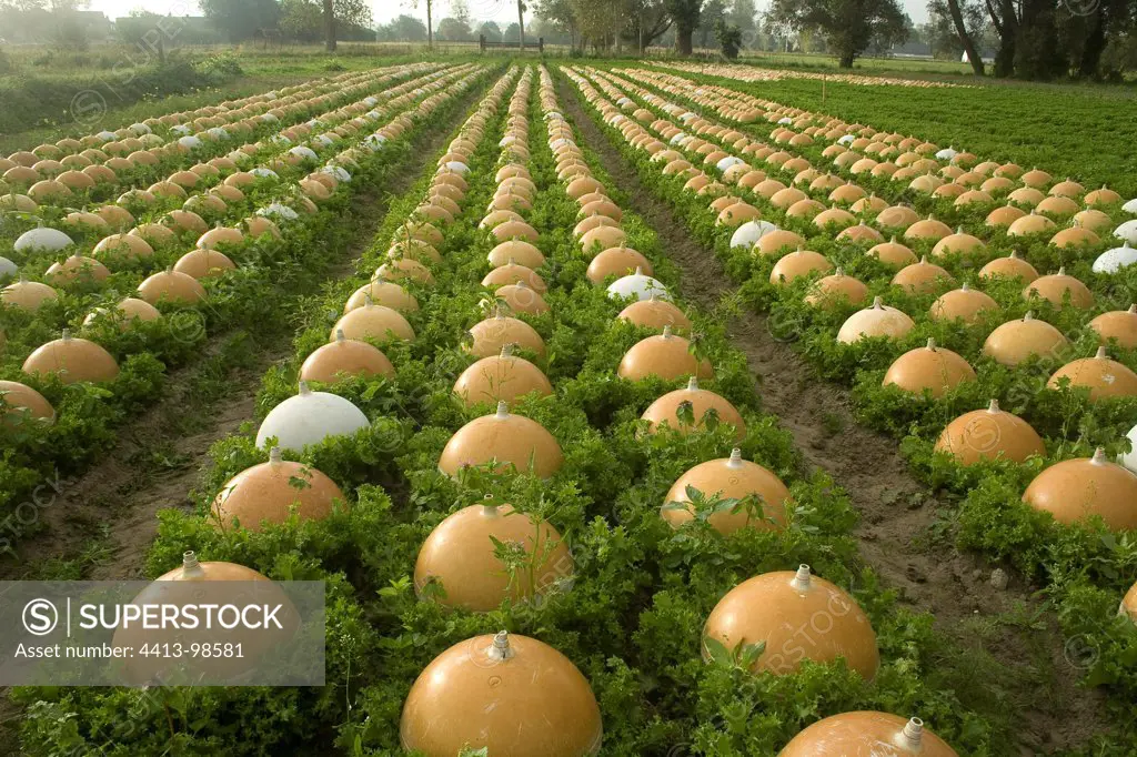 Salads rows and cloches in a field in France