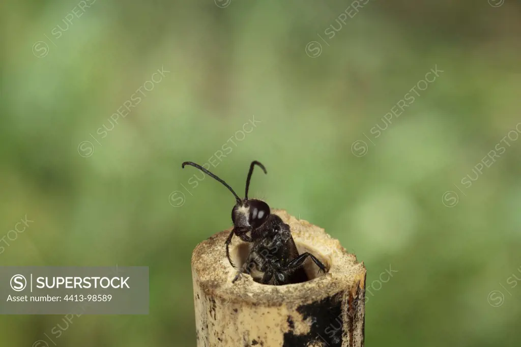Solitary wasp emerging from its nest in a bamboo