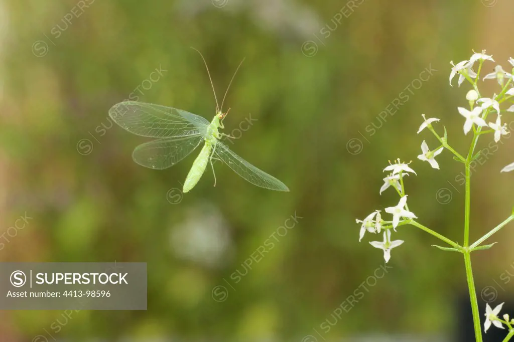 Green lacewing in flight and flower Burgundy France