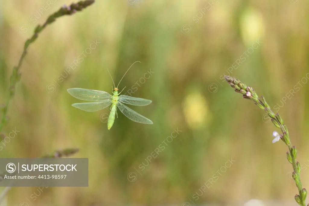 Green lacewing in flight and flower Burgundy France